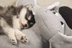 Beeztees Puppy Boomba XL - Hondenspeelgoed - Grijs - 70x40x21 Cm -Hondenbenodigdheden Web 0619898 sfeer1