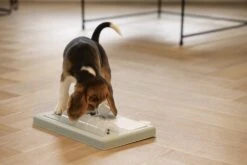 Beeztees Puppy Trainingsspel Riff - Hondenspeelgoed - Groen - 35x21,5x7 11 Beeztees Puppy Trainingsspel Riff - Hondenspeelgoed - Groen - 35x21,5x7 -Hondenbenodigdheden Web 0619900 sfeer1