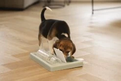 Beeztees Puppy Trainingsspel Riff - Hondenspeelgoed - Groen - 35x21,5x7 10 Beeztees Puppy Trainingsspel Riff - Hondenspeelgoed - Groen - 35x21,5x7 -Hondenbenodigdheden Web 0619900 sfeer2