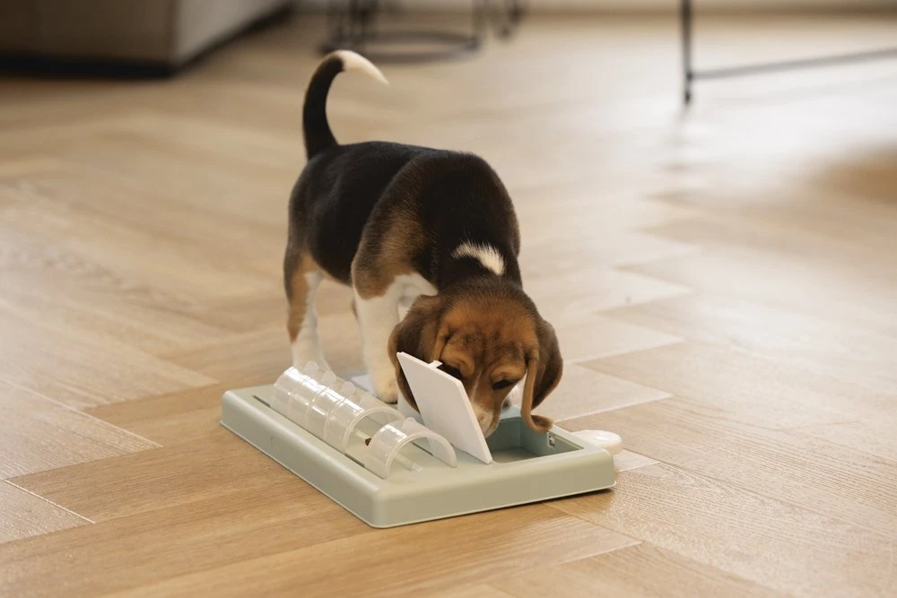 Beeztees Puppy Trainingsspel Riff - Hondenspeelgoed - Groen - 35x21,5x7 6 Beeztees Puppy Trainingsspel Riff - Hondenspeelgoed - Groen - 35x21,5x7 - Afbeelding 4