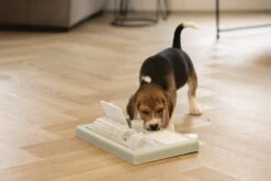 Beeztees Puppy Trainingsspel Riff - Hondenspeelgoed - Groen - 35x21,5x7 9 Beeztees Puppy Trainingsspel Riff - Hondenspeelgoed - Groen - 35x21,5x7 -Hondenbenodigdheden Web 0619900 sfeer3