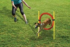 Beeztees Agility Hoepel Set - Hondenspeelgoed - Dia. 60 Cm