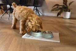 Beeztees Puppy Droppy - Dinerset Hond - Plastic/RVS - Groen - 27x14x4,5 Cm - 2x 160 Ml -Hondenbenodigdheden Web 0650814 sfeer2 e1649856378296