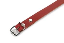 Beeztees - Halsband Hond - Leer - Rood - 43-52 Cm X 20 Mm 8 Beeztees - Halsband Hond - Leer - Rood - 43-52 Cm X 20 Mm -Hondenbenodigdheden Web 0735307 det1