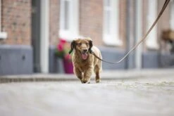 Beeztees Balacron Ax - Hondenriem - Kunstleer - Bruin - 100 Cm X 15 Mm 9 Beeztees Balacron Ax - Hondenriem - Kunstleer - Bruin - 100 Cm X 15 Mm -Hondenbenodigdheden Web 0746360 sfeer1