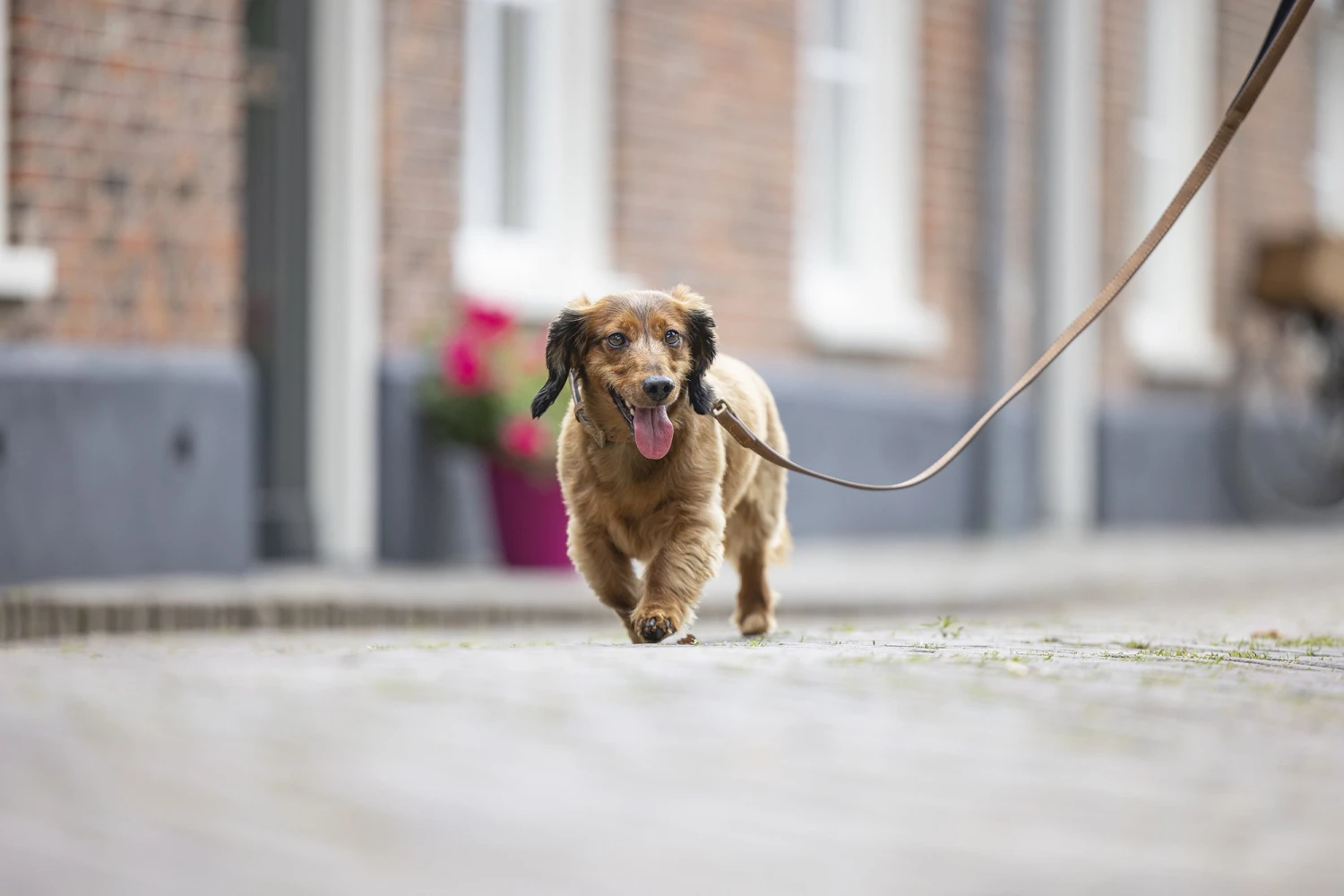 Beeztees Balacron Ax - Hondenriem - Kunstleer - Bruin - 100 Cm X 15 Mm 6 Beeztees Balacron Ax - Hondenriem - Kunstleer - Bruin - 100 Cm X 15 Mm - Afbeelding 4