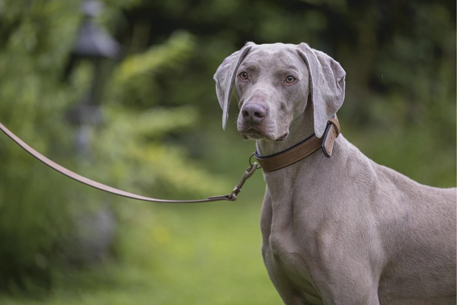 Beeztees Balacron Ax - Hondenriem - Kunstleer - Bruin - 100 Cm X 20 Mm 6 Beeztees Balacron Ax - Hondenriem - Kunstleer - Bruin - 100 Cm X 20 Mm - Afbeelding 4