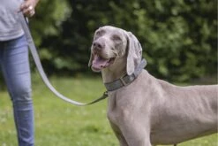 Beeztees Balacron Ax - Halsband Hond - Kunstleer - Grijs - 47-57 Cm X 30 Mm -Hondenbenodigdheden Web 0746397 sfeer1