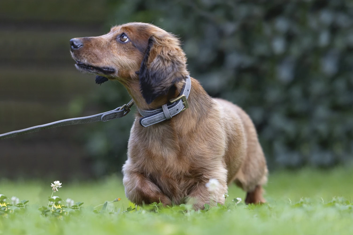 Beeztees Balacron Ax - Hondenriem - Kunstleer - Grijs - 100 Cm X 15 Mm 6 Beeztees Balacron Ax - Hondenriem - Kunstleer - Grijs - 100 Cm X 15 Mm - Afbeelding 4