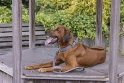 Beeztees Balacron Ax - Hondenriem - Kunstleer - Grijs - 100 Cm X 25 Mm -Hondenbenodigdheden Web 0746402 sfeer1