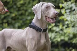 Beeztees Balacron Ax - Halsband Hond - Kunstleer - Zwart - 43-53 Cm X 25 Mm -Hondenbenodigdheden Web 0746416 sfeer1