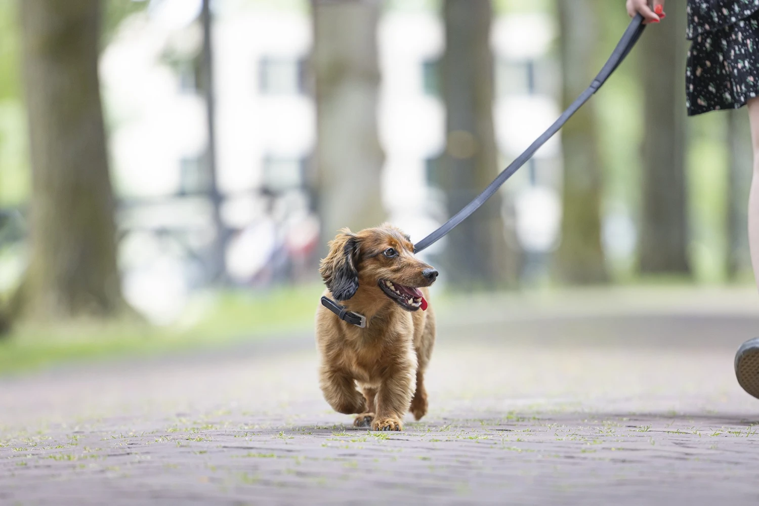 Beeztees Balacron Ax - Hondenriem - Kunstleer - Zwart - 100 Cm X 15 Mm 6 Beeztees Balacron Ax - Hondenriem - Kunstleer - Zwart - 100 Cm X 15 Mm - Afbeelding 4