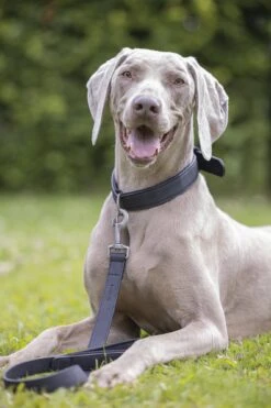 Beeztees Balacron Ax - Hondenriem - Kunstleer - Zwart - 100 Cm X 20 Mm 9 Beeztees Balacron Ax - Hondenriem - Kunstleer - Zwart - 100 Cm X 20 Mm -Hondenbenodigdheden Web 0746421 sfeer1