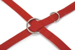 Beeztees Uni - Hondenriem - Rood - 200 Cm X 20 Mm 7 Beeztees Uni - Hondenriem - Rood - 200 Cm X 20 Mm -Hondenbenodigdheden Web 0746797 det2