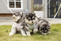 Beeztees Puppy Bronda - Hondentuig - Grijs - M -Hondenbenodigdheden Web 0746926 sfeer1