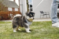 Beeztees Puppy Harno - Hondentuig - Blauw - L -Hondenbenodigdheden Web 0746932 sfeer1