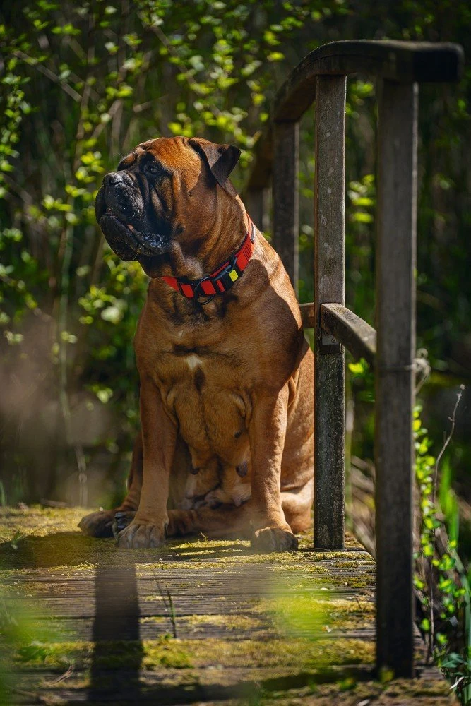 Beeztees Parinca Premium - Hondenhalsband - Nylon - Rood - 50-55 X 25 Mm 6 Beeztees Parinca Premium - Hondenhalsband - Nylon - Rood - 50-55 X 25 Mm - Afbeelding 4