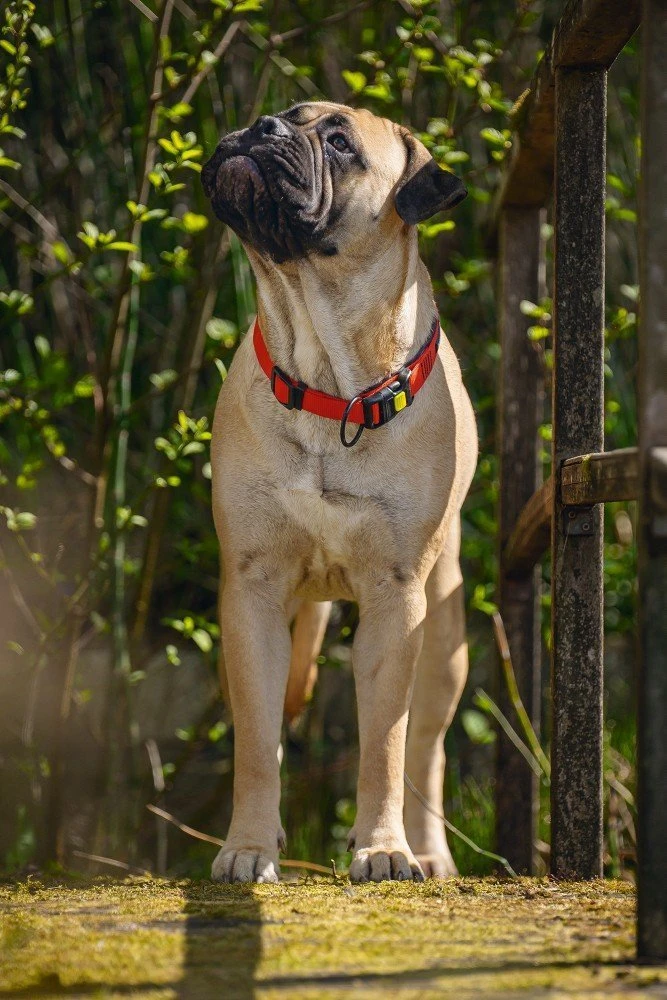 Beeztees Parinca Premium - Hondenhalsband - Nylon - Rood - 50-55 X 25 Mm 7 Beeztees Parinca Premium - Hondenhalsband - Nylon - Rood - 50-55 X 25 Mm - Afbeelding 5