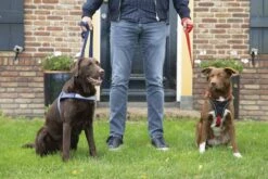 Beeztees Parinca Premium Comfort - Hondentuig - Nylon - Blauw - 52-62 Cm X 25 Mm 16 Beeztees Parinca Premium Comfort - Hondentuig - Nylon - Blauw - 52-62 Cm X 25 Mm -Hondenbenodigdheden Web 0747272 sfeer2