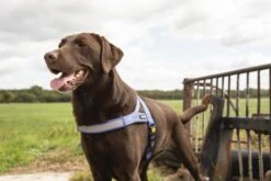 Beeztees Parinca Premium Comfort - Hondentuig - Nylon - Blauw - 62-74 Cm X 25 Mm -Hondenbenodigdheden Web 0747273 sfeer1