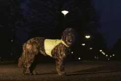 Beeztees Safety Gear Veiligheidsvest Ava - Hondenkleding - Reflecterend - Nylon - Geel - L -Hondenbenodigdheden Web 0749758 sfeer2