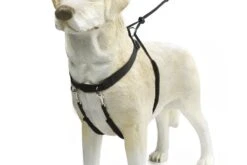 Hondenbenodigdheden -Hondenbenodigdheden Web 0749762 det1