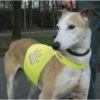 Beeztees Safety Gear Veiligheidsvest - Hond - Geel - M 1 Beeztees Safety Gear Veiligheidsvest - Hond - Geel - M -Hondenbenodigdheden Web 0749781