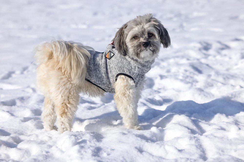 Beeztees Celia - Hondentrui - Lichtgrijs - 20 Cm 10 Beeztees Celia - Hondentrui - Lichtgrijs - 20 Cm - Afbeelding 8