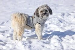 Beeztees Celia - Hondentrui - Lichtgrijs - 24 Cm -Hondenbenodigdheden Web 0766551 sfeer1