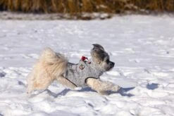 Beeztees Celia - Hondentrui - Lichtgrijs - 28 Cm -Hondenbenodigdheden Web 0766552 sfeer2