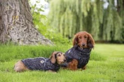 Beeztees Celia - Hondentrui - Donkergrijs - 40 Cm -Hondenbenodigdheden Web 0766565 sfeer2