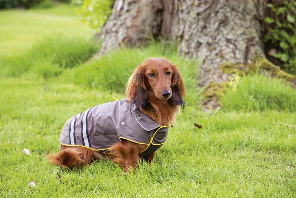 Beeztees Seja - Honden Regenjas - Grijs/Geel - 40 Cm 7 Beeztees Seja - Honden Regenjas - Grijs/Geel - 40 Cm - Afbeelding 5