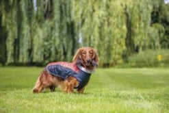 Beeztees Saby - Hondenjas - Rood/Zwart - 32 Cm 11 Beeztees Saby - Hondenjas - Rood/Zwart - 32 Cm -Hondenbenodigdheden Web 0766632 sfeer1