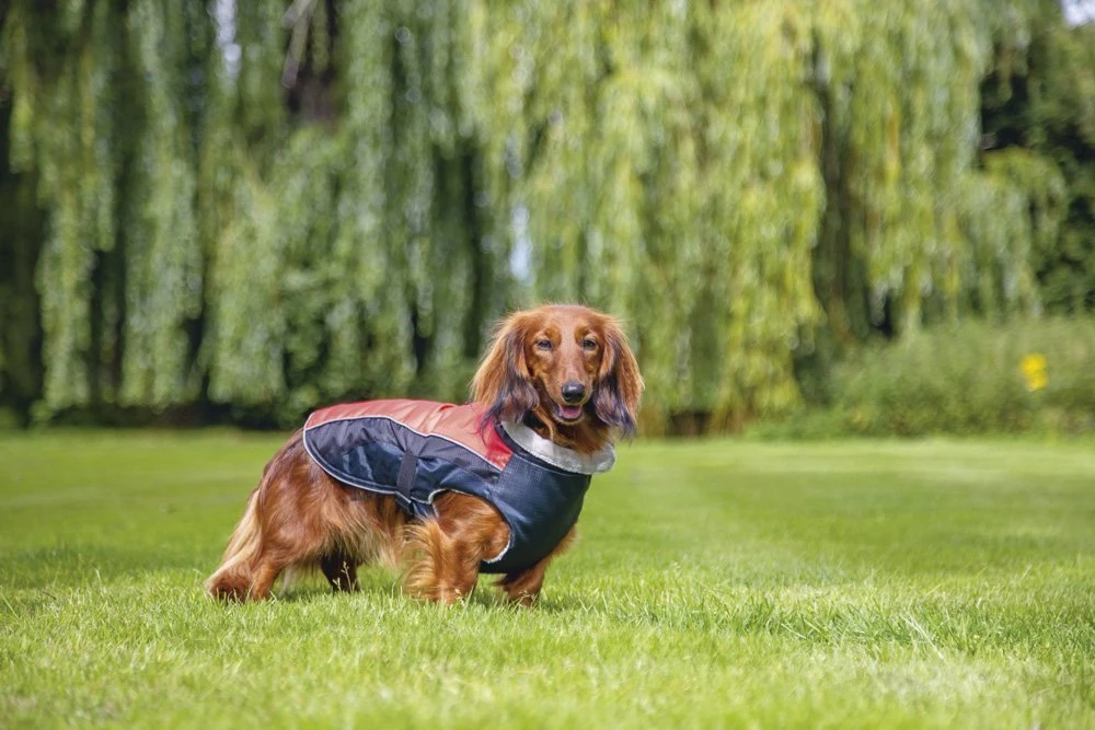 Beeztees Saby - Hondenjas - Rood/Zwart - 32 Cm 7 Beeztees Saby - Hondenjas - Rood/Zwart - 32 Cm - Afbeelding 5