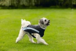 Beeztees Saby - Hondenjas - Zwart/Blauw - 40 Cm -Hondenbenodigdheden Web 0766645 sfeer3