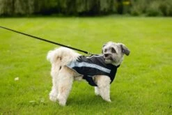 Beeztees Saby - Hondenjas - Zwart/Blauw - 40 Cm -Hondenbenodigdheden Web 0766645 sfeer5