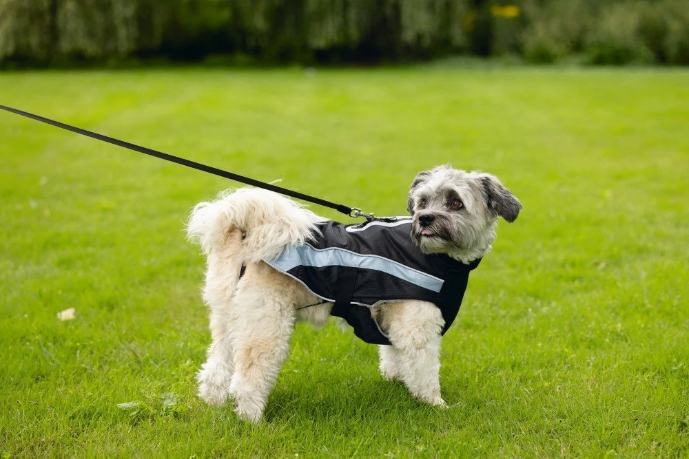 Beeztees Saby - Hondenjas - Zwart/Blauw - 44 Cm 11 Beeztees Saby - Hondenjas - Zwart/Blauw - 44 Cm - Afbeelding 9