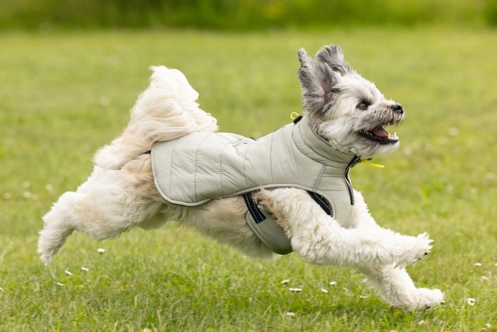 Beeztees Bobby - Hondenjas - Taupe - 32 Cm 13 Beeztees Bobby - Hondenjas - Taupe - 32 Cm - Afbeelding 11