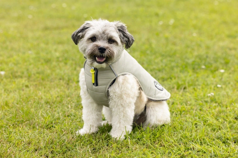 Beeztees Bobby - Hondenjas - Taupe - 32 Cm 12 Beeztees Bobby - Hondenjas - Taupe - 32 Cm - Afbeelding 10