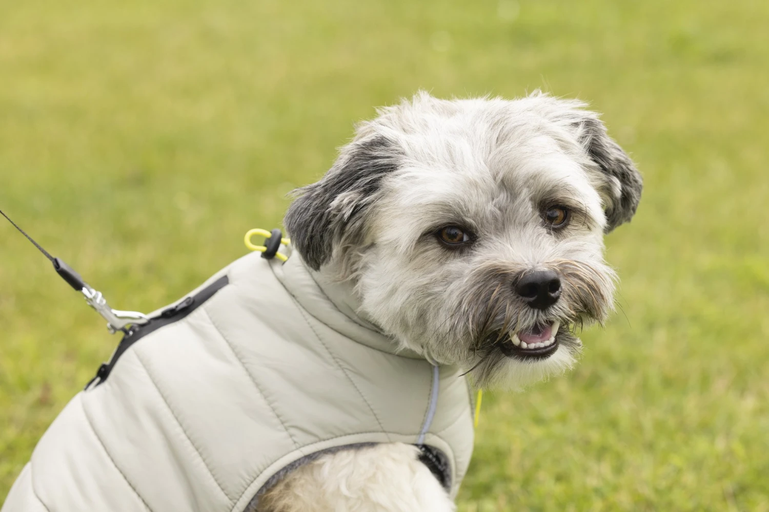 Beeztees Bobby - Hondenjas - Taupe - 44 Cm 10 Beeztees Bobby - Hondenjas - Taupe - 44 Cm - Afbeelding 8