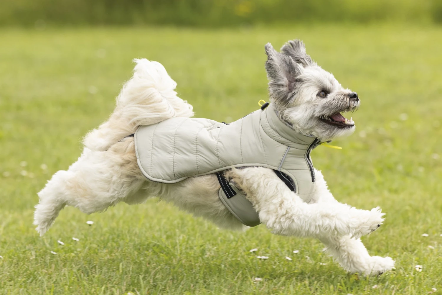 Beeztees Bobby - Hondenjas - Taupe - 52 Cm 9 Beeztees Bobby - Hondenjas - Taupe - 52 Cm - Afbeelding 7