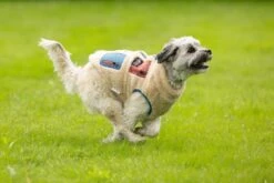 Beeztees Teddy - Hondenjas - Beige - 20 Cm -Hondenbenodigdheden Web 0766660 sfeer3