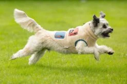 Beeztees Teddy - Hondenjas - Beige - 24 Cm -Hondenbenodigdheden Web 0766664 sfeer4 1