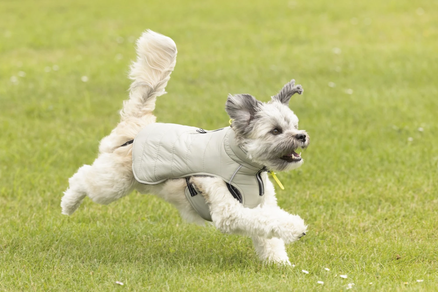 Beeztees Bobby - Hondenjas - Taupe - 56 Cm 9 Beeztees Bobby - Hondenjas - Taupe - 56 Cm - Afbeelding 7