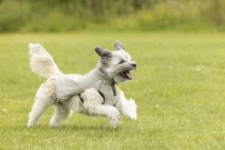 Beeztees Bobby - Hondenjas - Taupe - 68 Cm -Hondenbenodigdheden Web 0766668 sfeer4