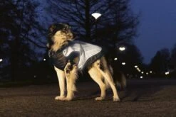 Beeztees Safety Gear Allia - Hondenjas - Reflecterend - Grijs - 48 Cm -Hondenbenodigdheden Web 0766736 sfeer1