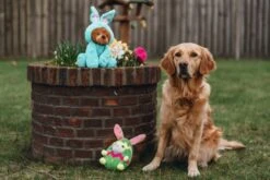 Beeztees Paasbeer Barry - Hondenspeelgoed - Pluche - Blauw - 38x25x16 Cm -Hondenbenodigdheden Web 2400051 sfeer1 e1649856537969