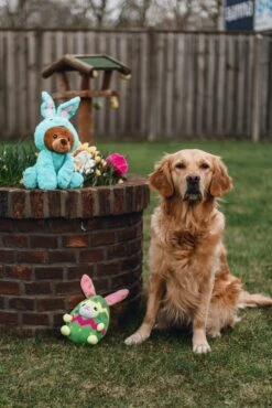 Beeztees Paasbeer Barry - Hondenspeelgoed - Pluche - Blauw - 38x25x16 Cm -Hondenbenodigdheden Web 2400051 sfeer2 e1649856528675
