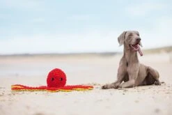 Beeztees Octopus Amy - Hondenspeelgoed - Pluche - Rood - 56x16x14,5 Cm -Hondenbenodigdheden Webimage 0617006 sfeer1