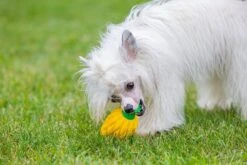 Beeztees Fill-N-Freeze Fruit - Hondenspeelgoed - Silicone - Assorti - 12,5x11x3 Cm + 12x6,5x6,5 Cm -Hondenbenodigdheden Webimage 0625973 sfeer3